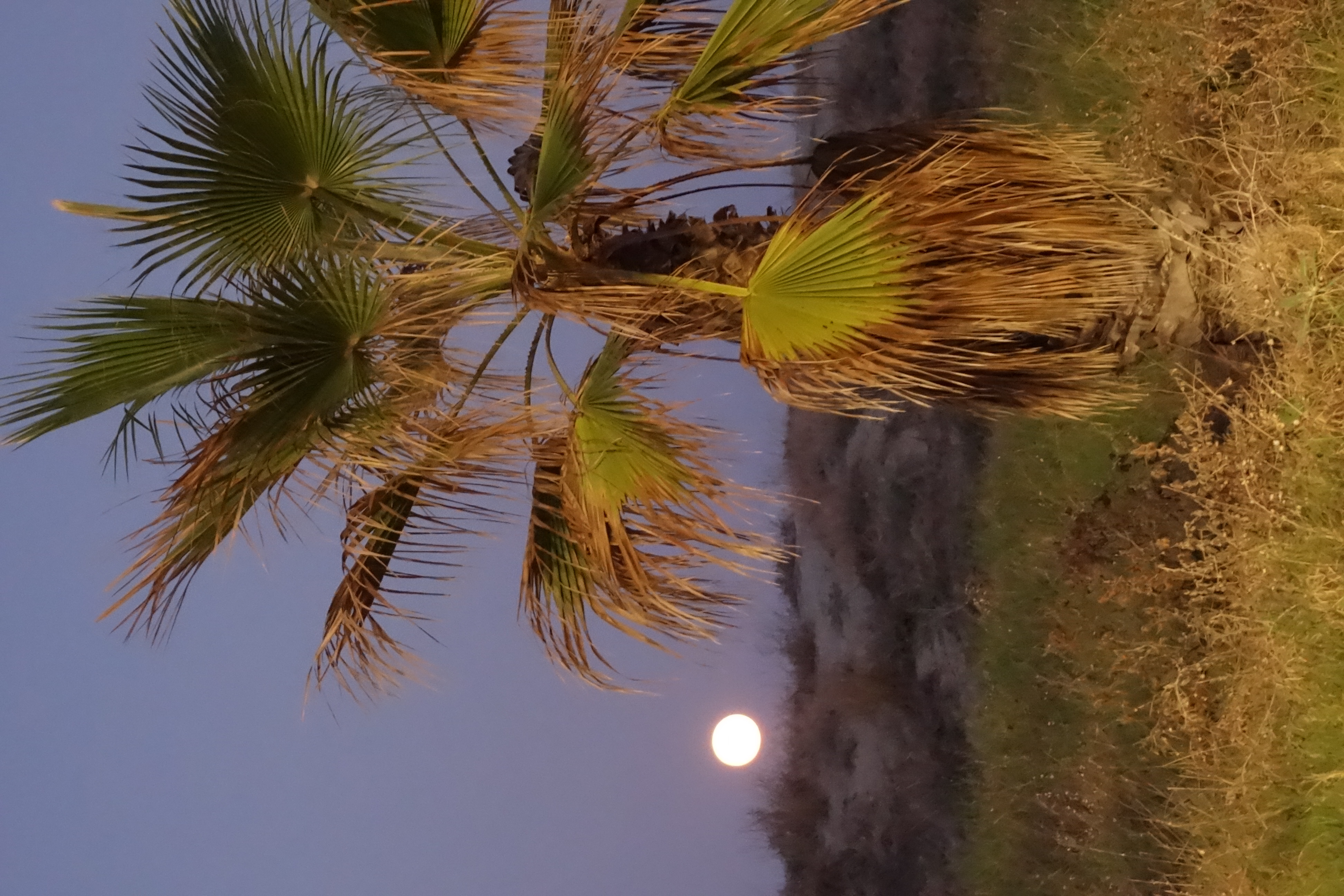 Moonrise with palm tree in Castellon